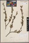 Foto von Salix cinerea L.